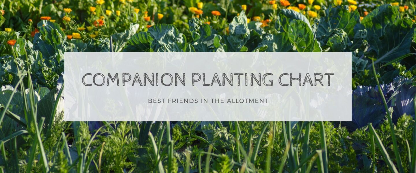 free printable companion planting chart