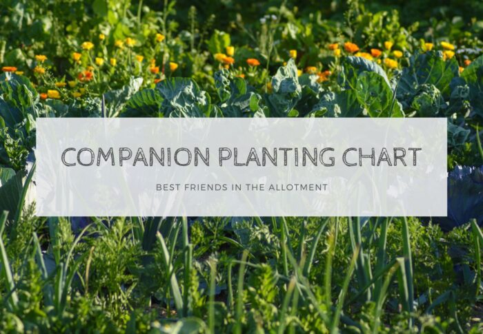 Companion planting chart – best friends in the allotment