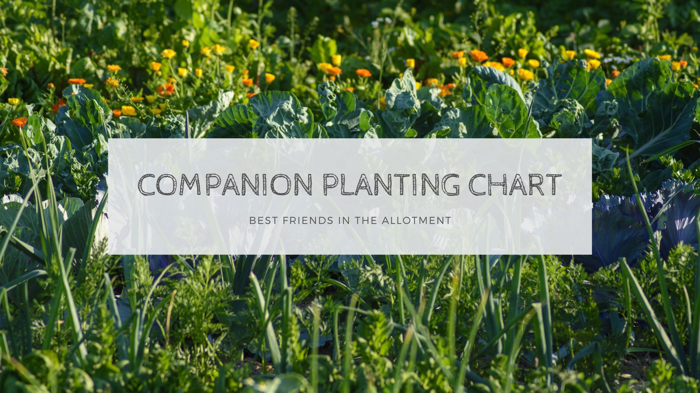 free printable companion planting chart