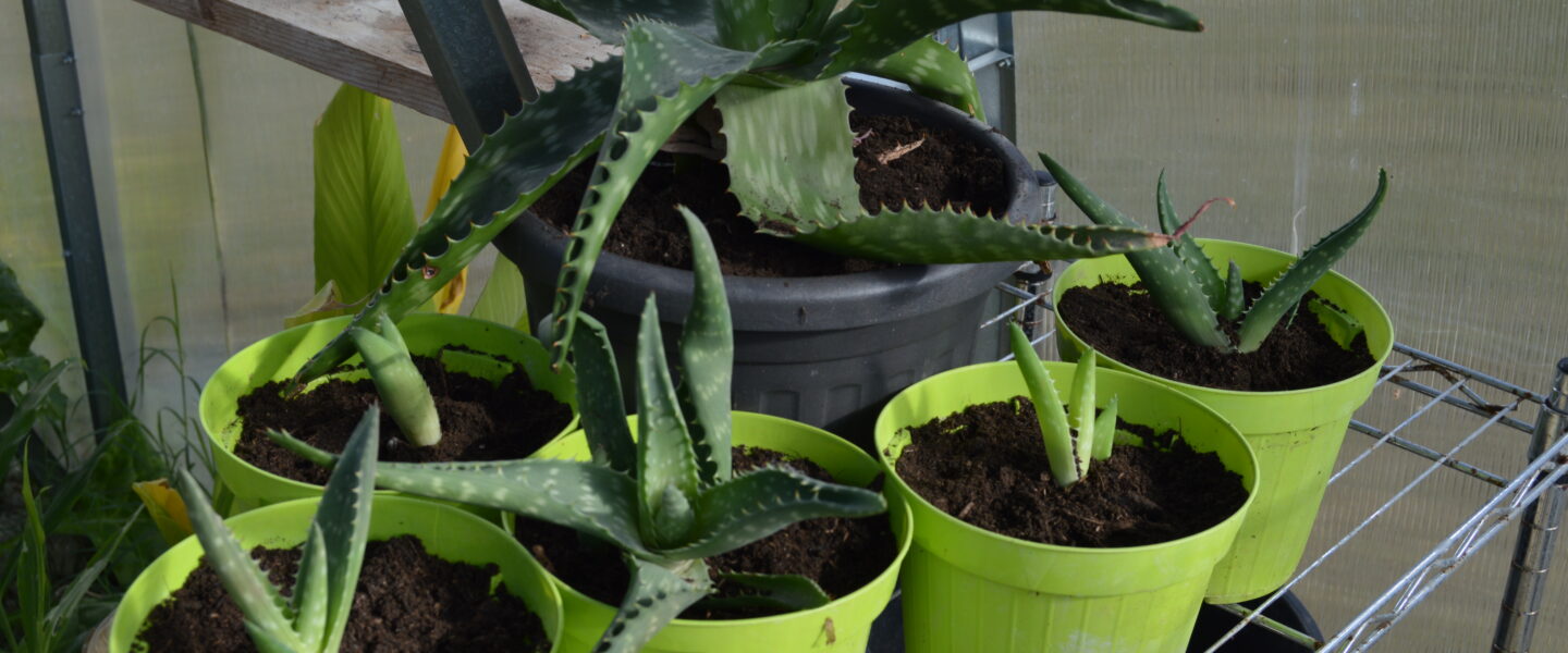 Aloe vera plant and its pups after being split