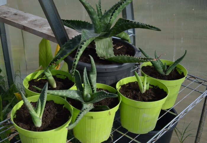 How to split Aloe Vera plants