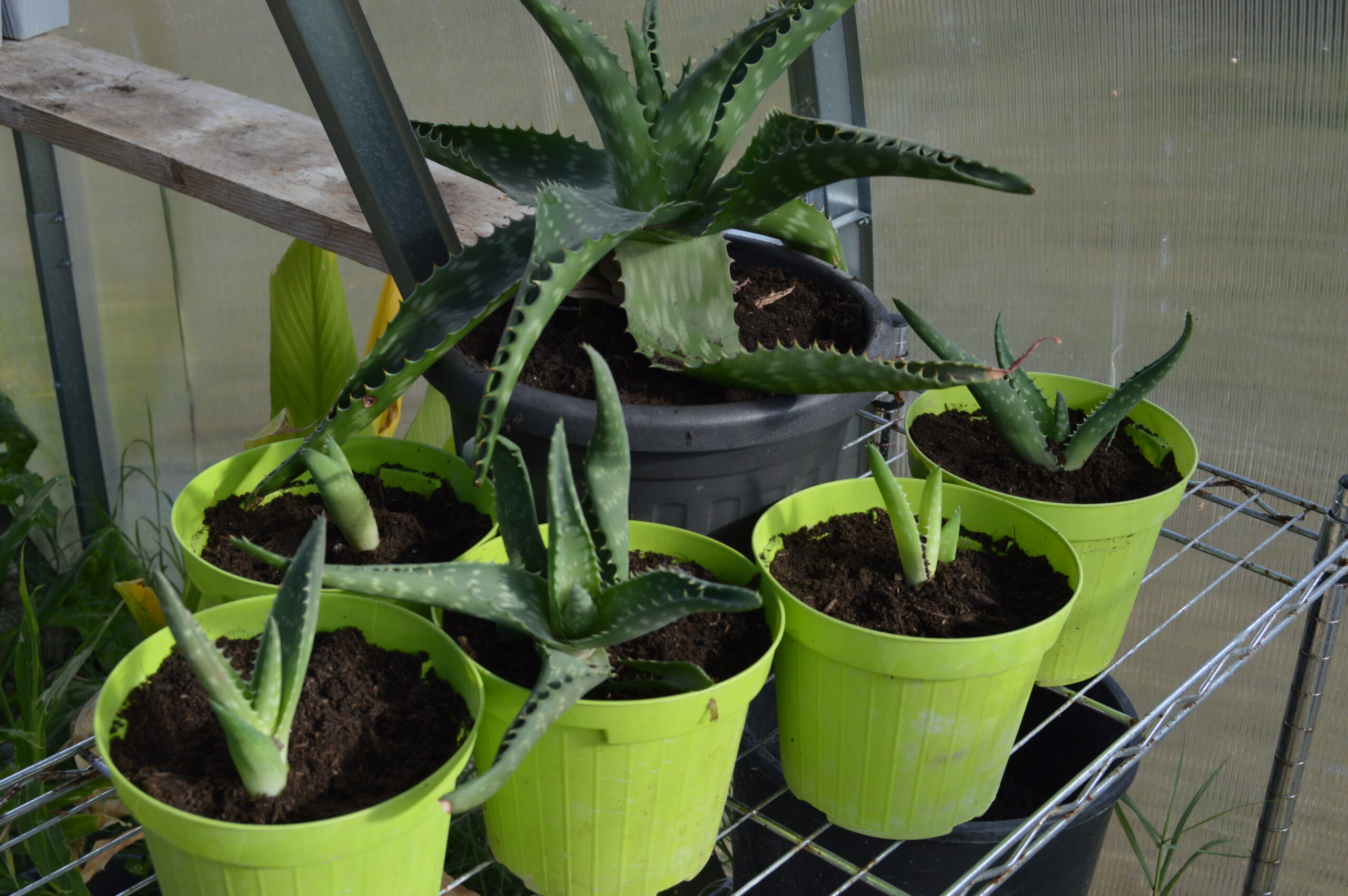 Aloe vera plant and its pups after being split