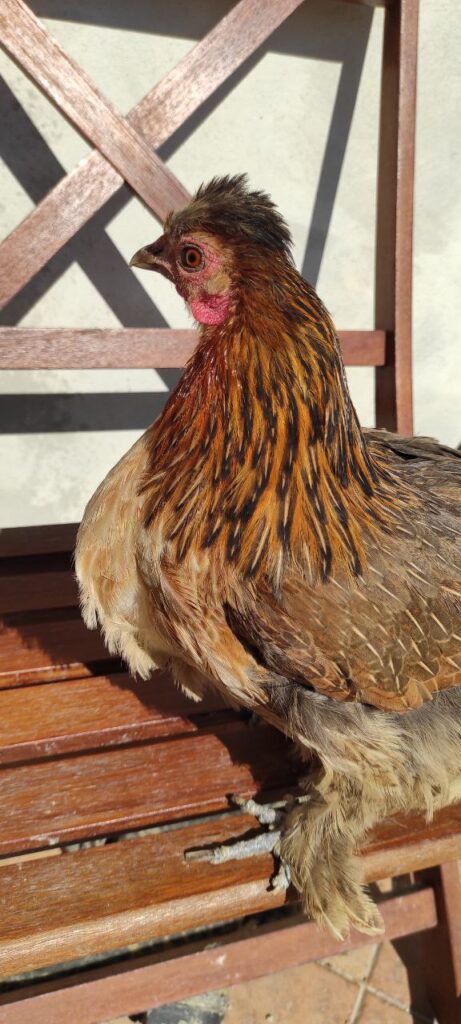 My little hen all healed after using neem oil