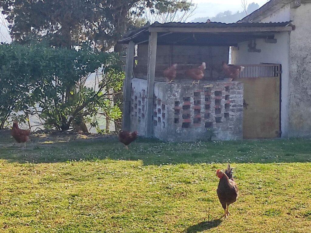 The corner of our garden near the old pigsty we chose for the pond. Our chicken enjoyed it even before the pond.