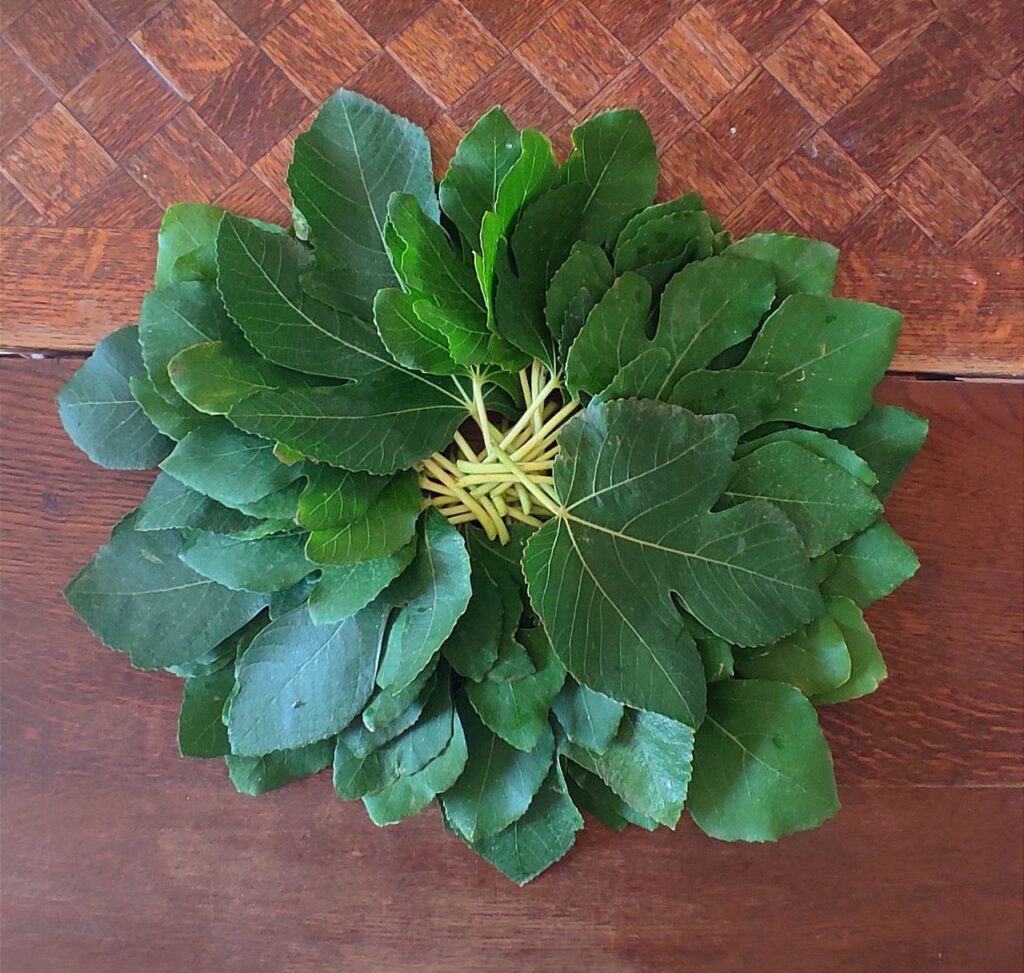 Fig leaves