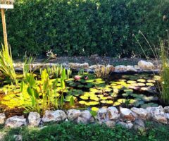 Build a pond in your garden