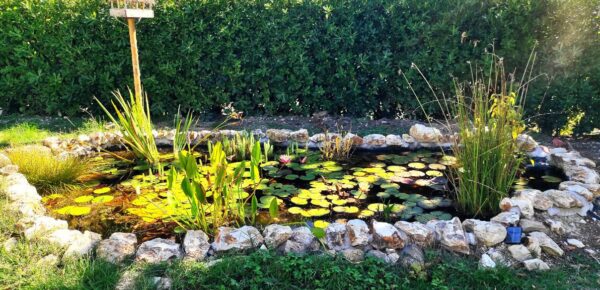 Build a pond in your garden