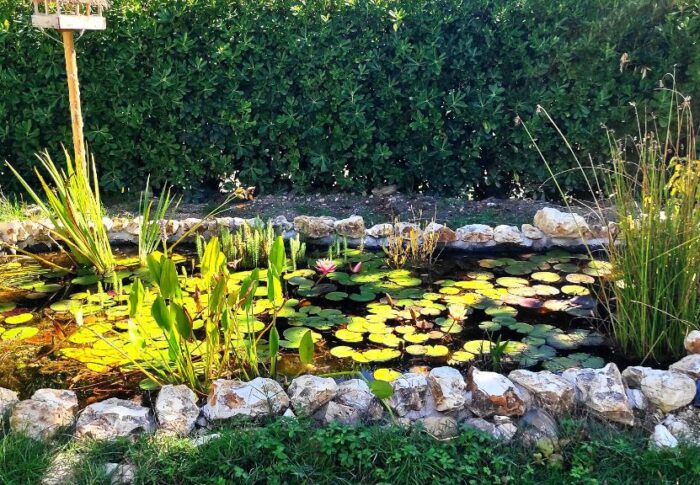 Build a pond in your garden