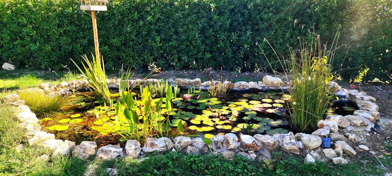 Build a pond in your garden