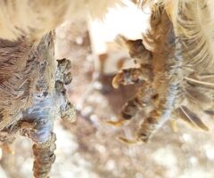 How I treated my chicken with scaly leg mites, using neem oil