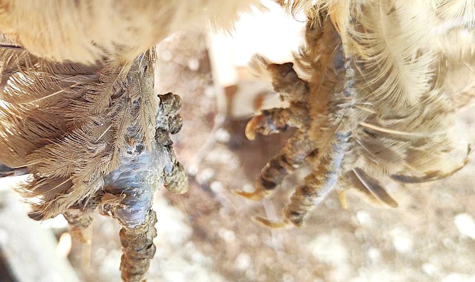 Scaly leg mites in chickens